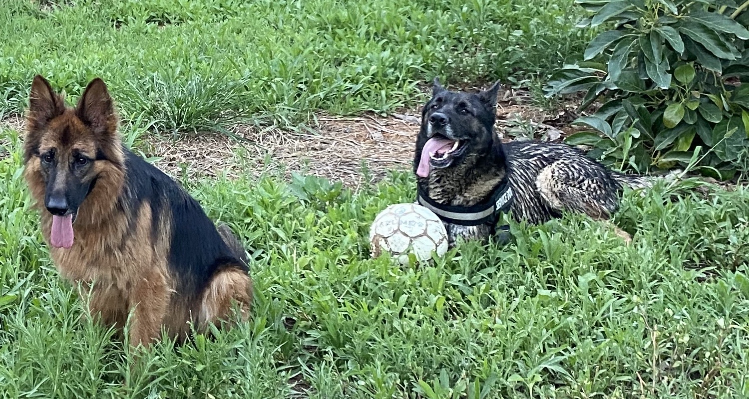 A long-haired German Shepherd and a brindle shepherd-type dog resting together in the grass