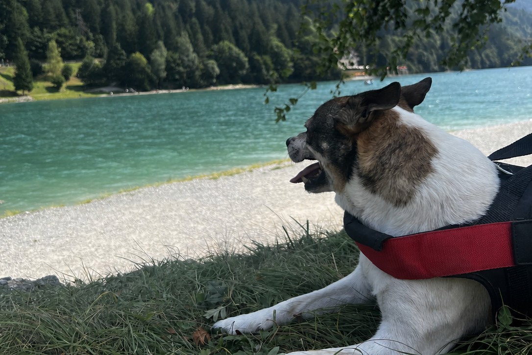A dog resting in the shade beside a clear alpine lake