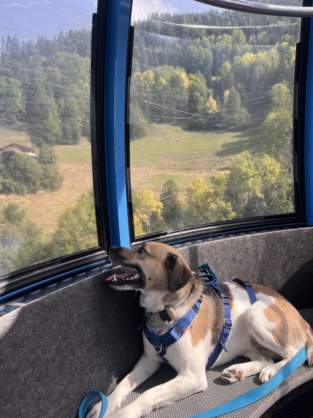 Dog wearing a blue harness resting inside a mountain cable car