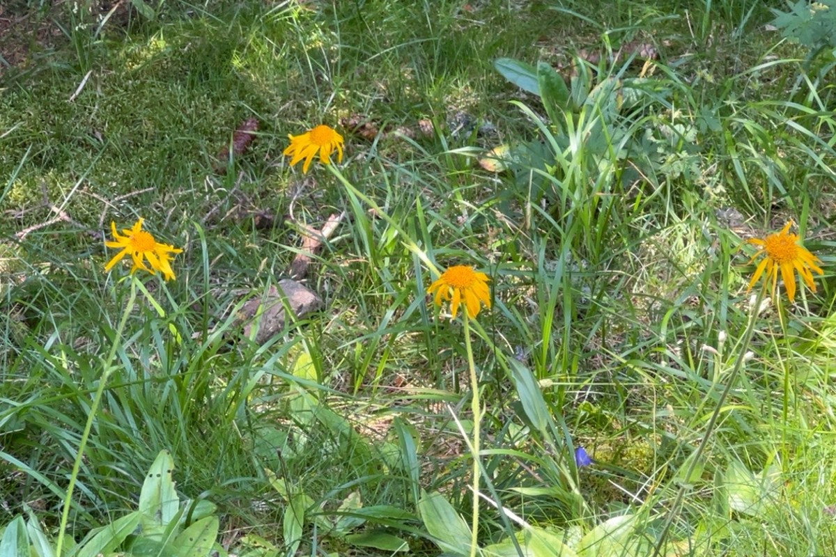 Yellow alpine flowers growing beside a forest trail
