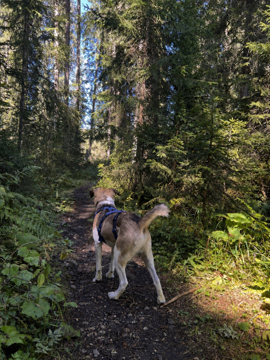 Harnessed dog standing leash-free on a narrow forest trail