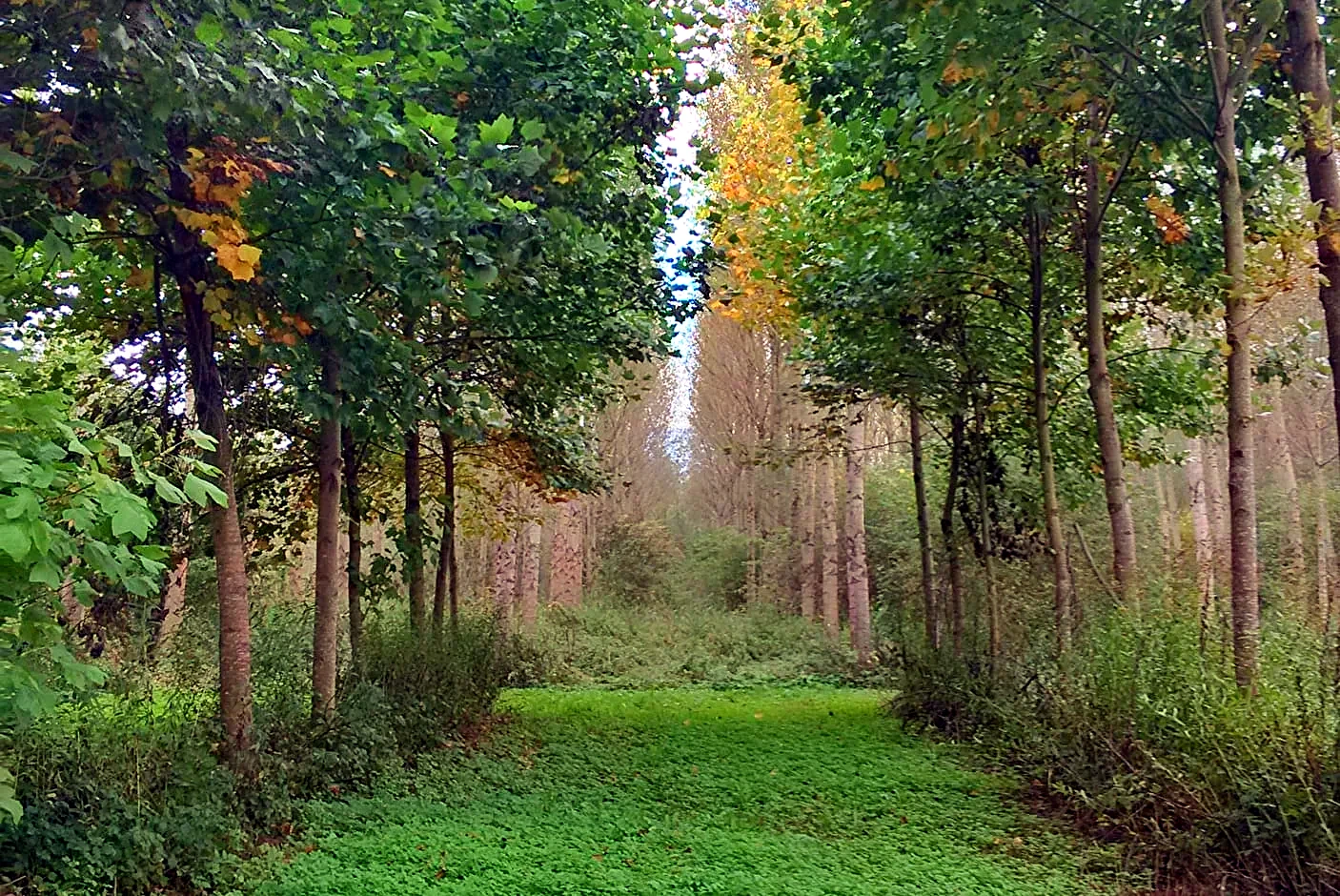 Les Marais d'Albens