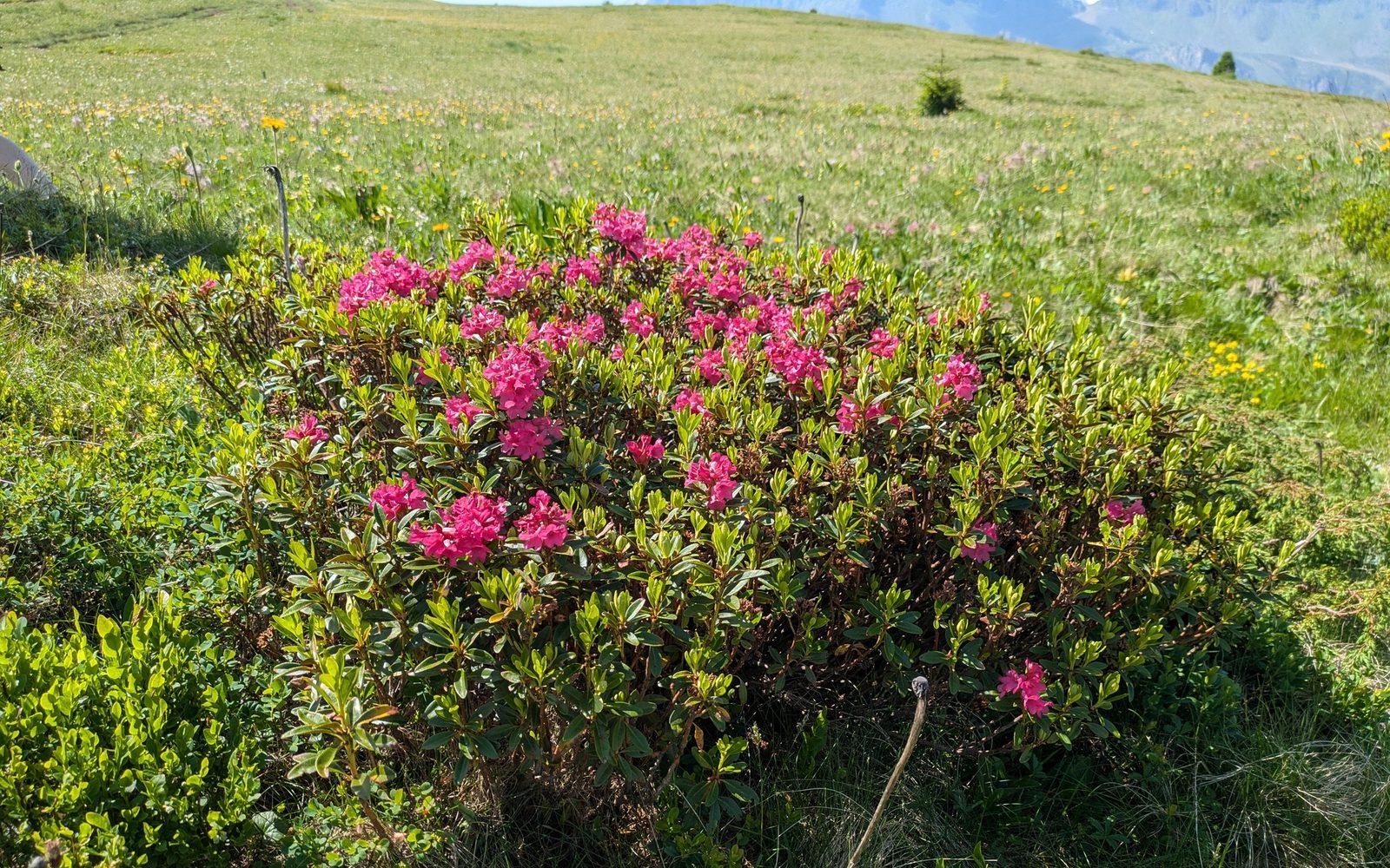 Alpenrose in flower on the Cherz pasture at about 2080 m, the meadow rising to a Dolomite skyline behind