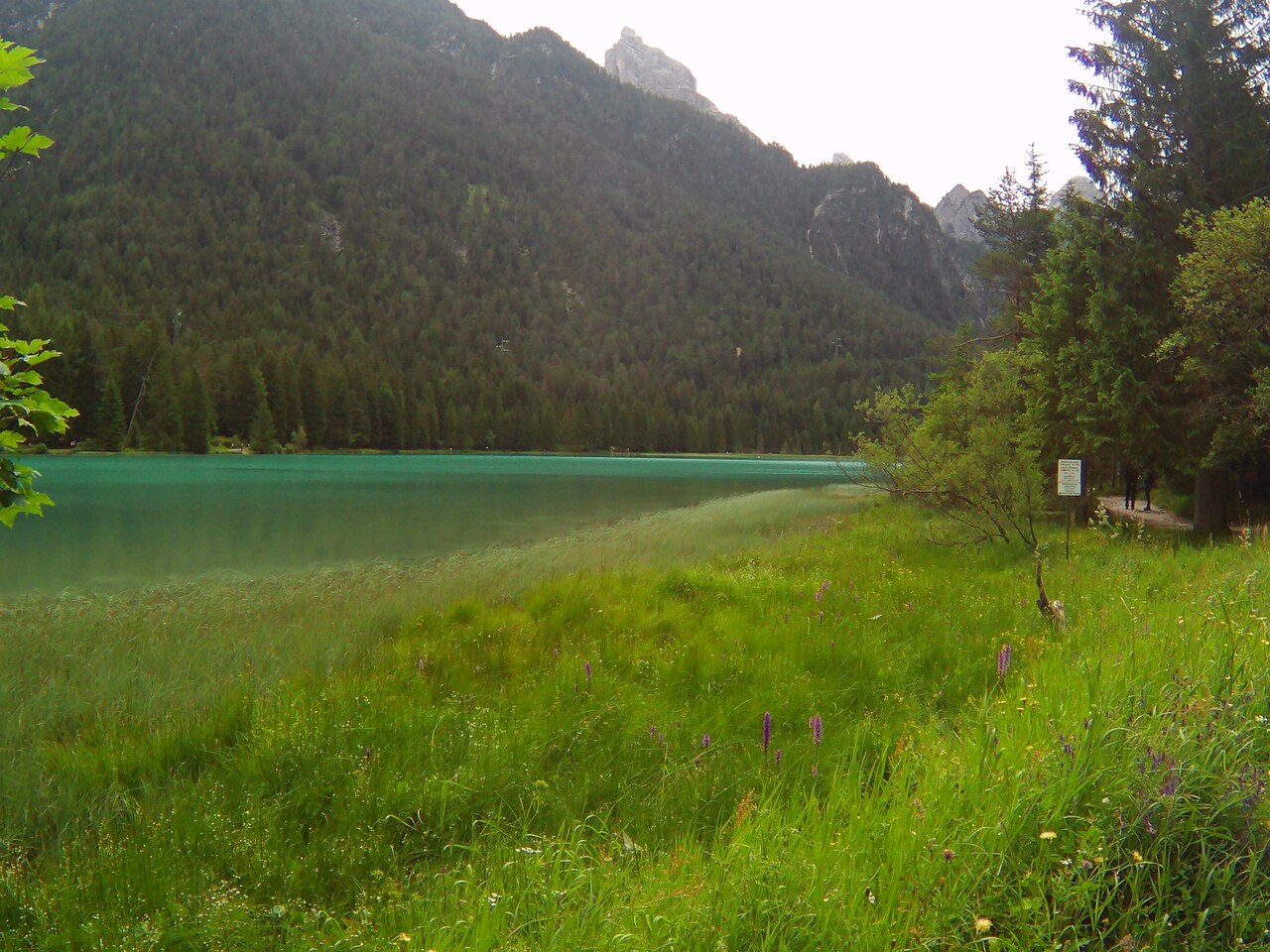 Orchids in a wet meadow along the green water of the Toblach lake, with walkers on the shore path and Dolomite towers above the forest.