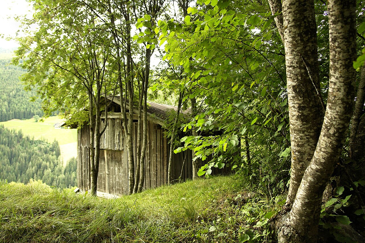 A weathered timber hay barn among birches on a grassy slope above the wooded Sarn valley.