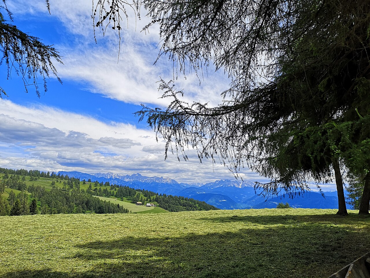 Mown meadow and scattered larches on the Salten plateau, with the Dolomites along the horizon.