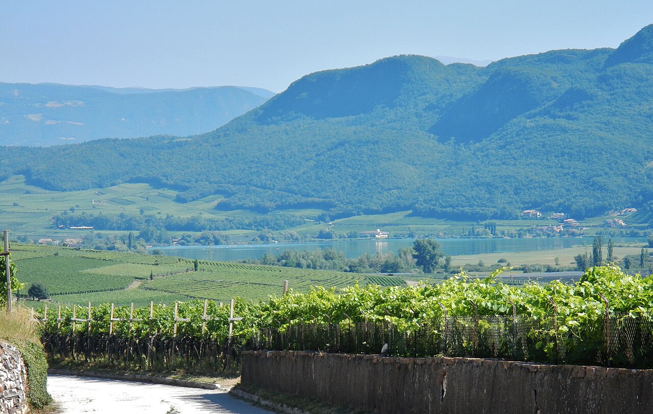A walled vineyard lane running down towards the Kalterer See, vine rows on both sides and wooded ridges across the valley in summer haze.
