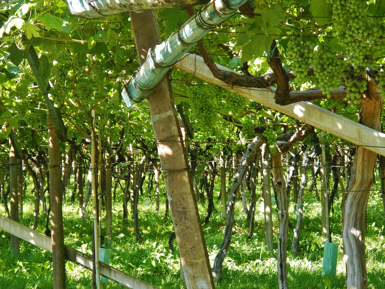 Inside a pergola vineyard at Tramin, old vine trunks and green grapes overhead, grass between the rows.
