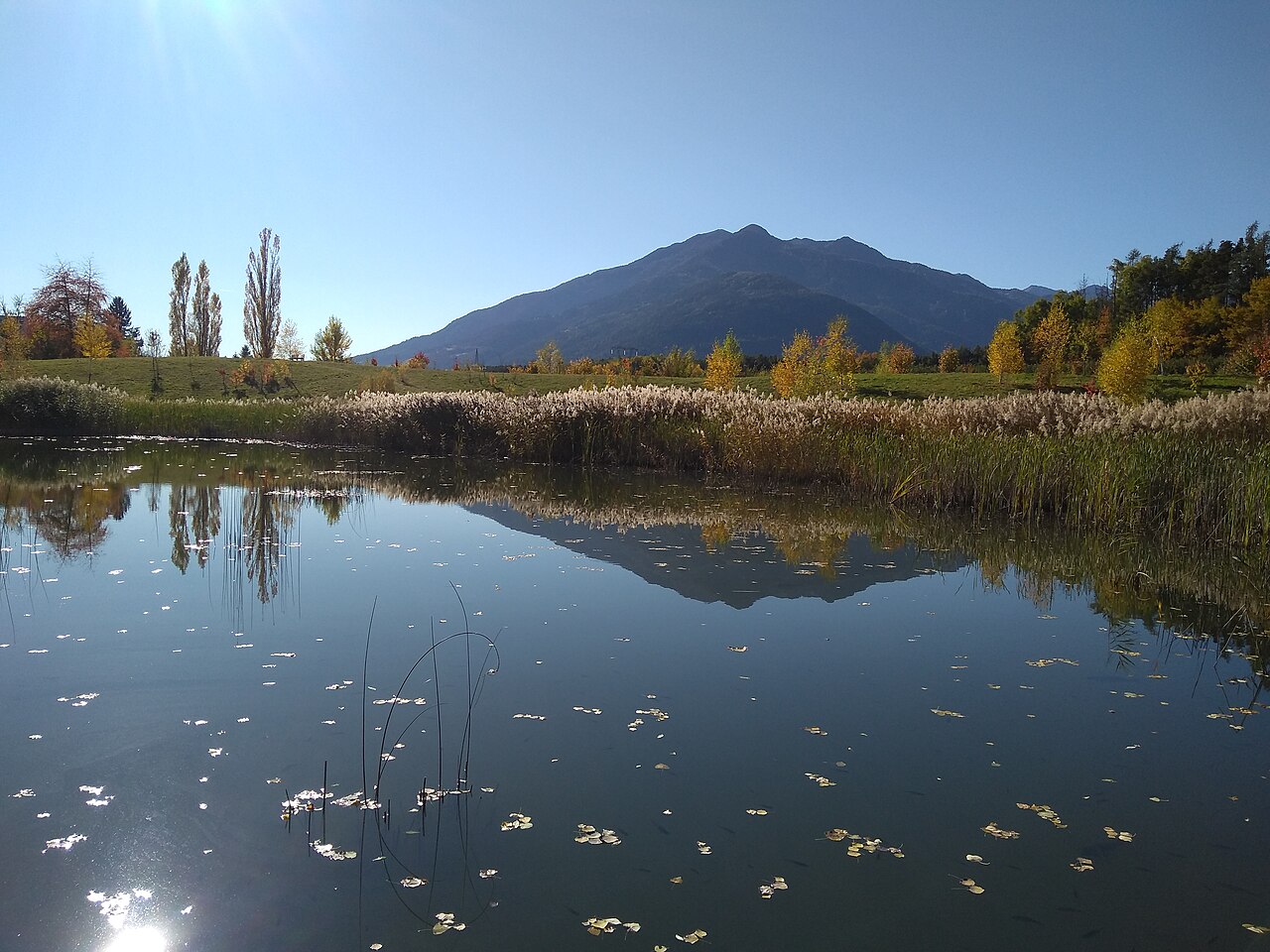 The Laugensee in autumn, reeds and lily pads on still water reflecting the mountain, poplars turning gold along the far bank.