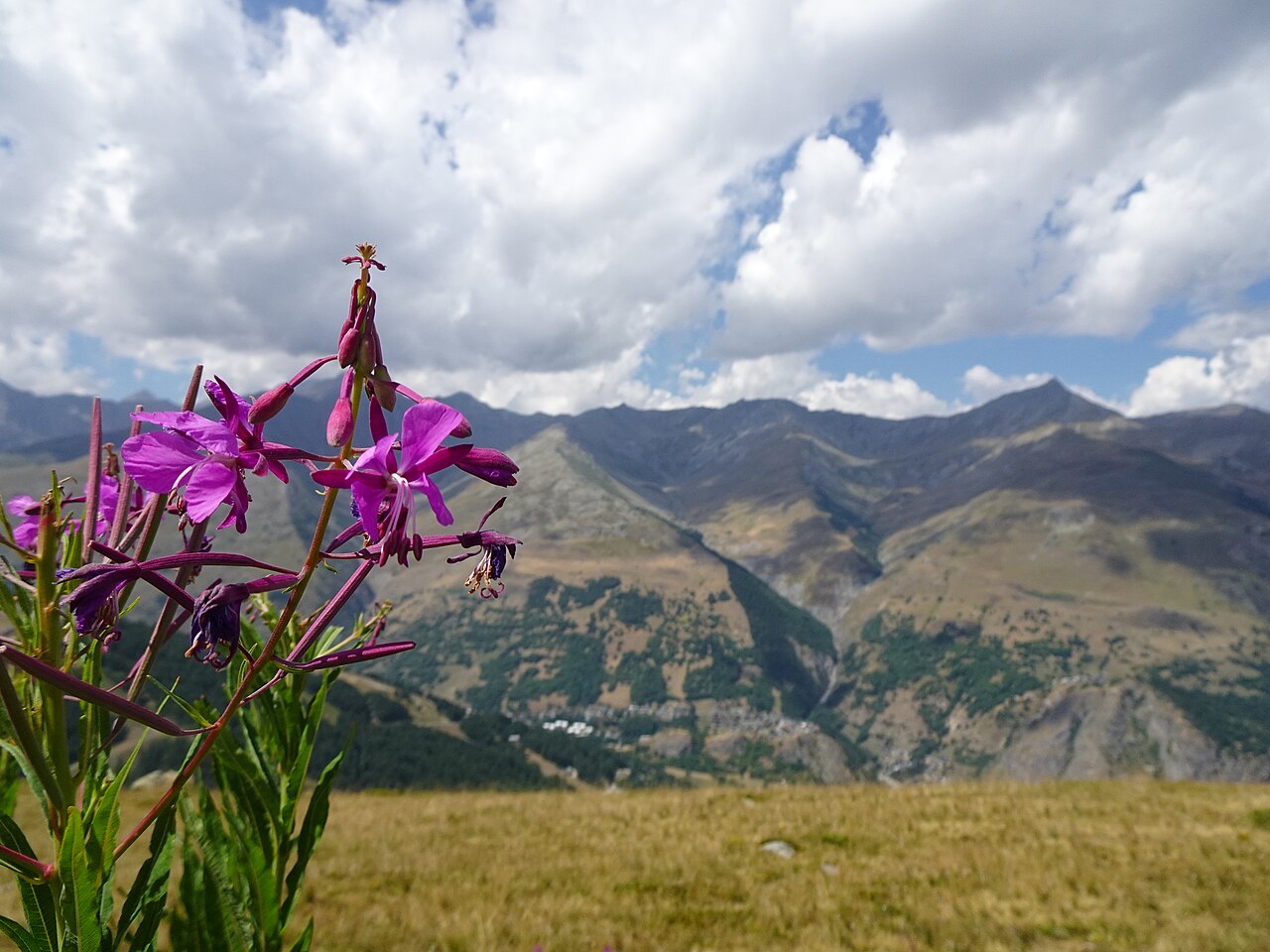 Willowherb in flower above Valloire
