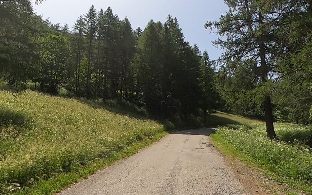A narrow cracked-asphalt lane curving away between banks of cow parsley and meadow grass under larch woodland above Albanne