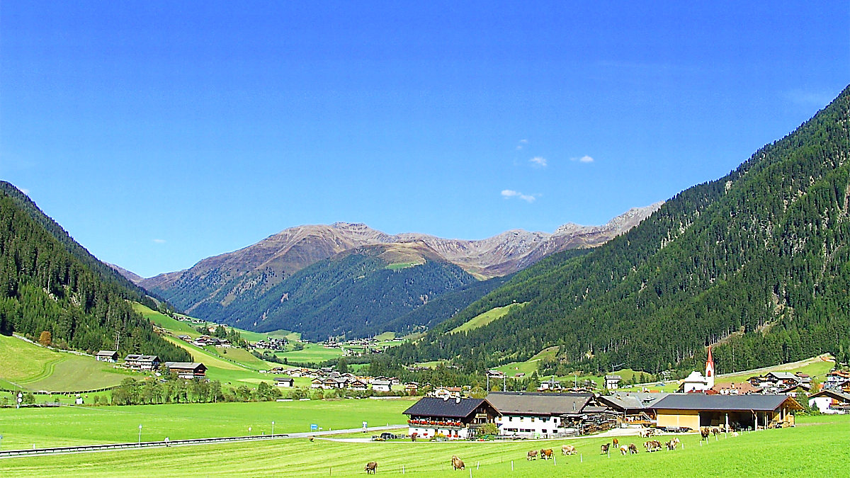 Cattle grazing on green meadows below farmhouses in the Gsies valley, with forested slopes rising to bare summits at its head.