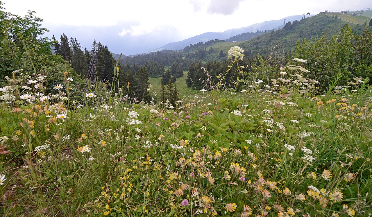 A summer meadow of daisies, clover and cow parsley on the slopes above Combloux, with spruce and wooded hills beyond.