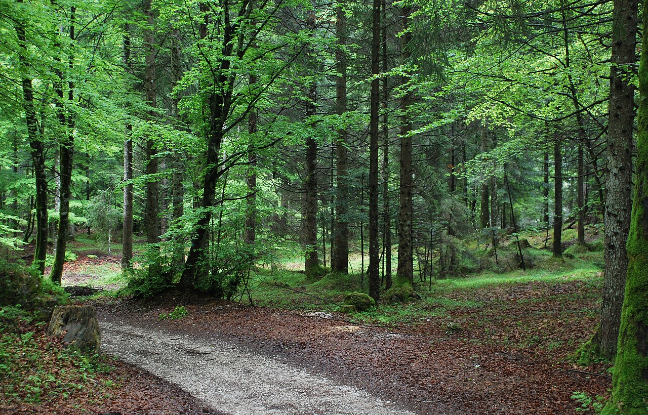 Mixed woodland in Val Canali in the Paneveggio nature park