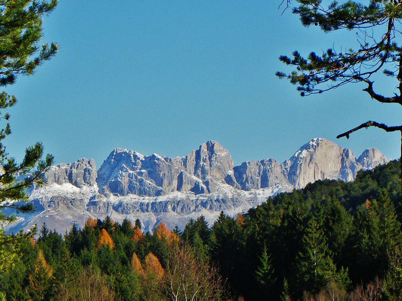 The Catinaccio group above autumn larch and spruce, framed by pine branches, under a clear blue sky.