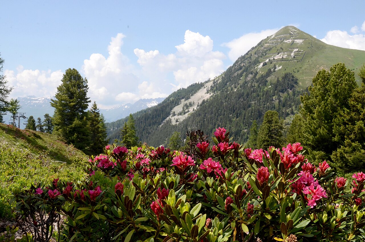 Alpenrose in full flower on a slope near Belle Plagne, spruce behind it and the green ridge of the Mont Saint-Jacques under summer cumulus.